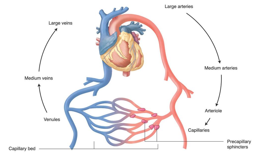 Overview of the Human Vascular System