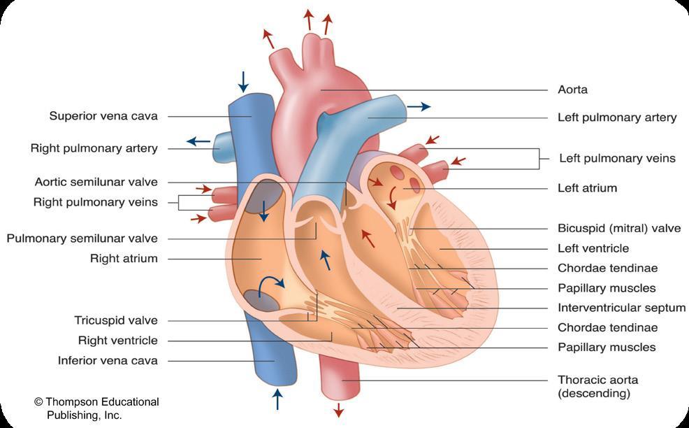 Atria and Ventricles Atria and Ventricles The heart is made up of four chambers (two sides).