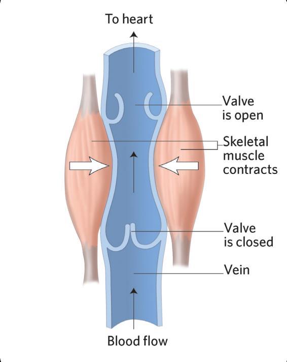 The Skeletal Muscle Pump The low pressure within the veins causes a problem for the cardiovascular system.