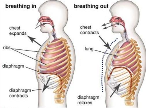 Pressure in veins (in the chest) decrease while pressure in veins (in the abdominal cavity) increase upon intake
