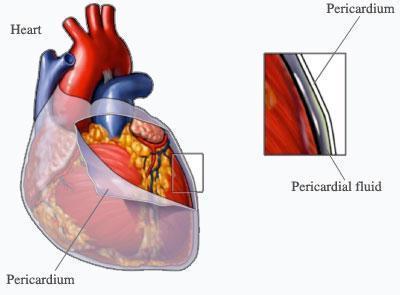 The pericardium is the fluid filled sac that