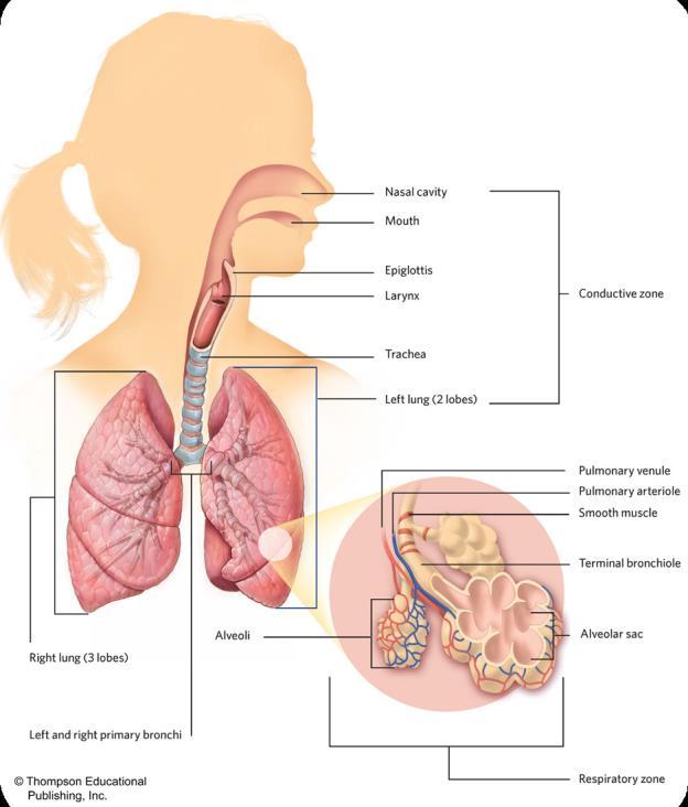 The Functions of the Respiratory System The three main functions of the respiratory system are to: Supply O2 to the