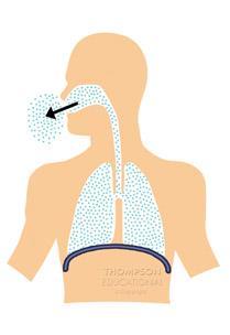 Ventilation (V E ) is the volume of air moved by the lungs in 1 min.