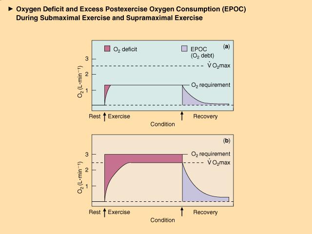 Oxygen Deficit: difference between total oxygen consumed during exercise
