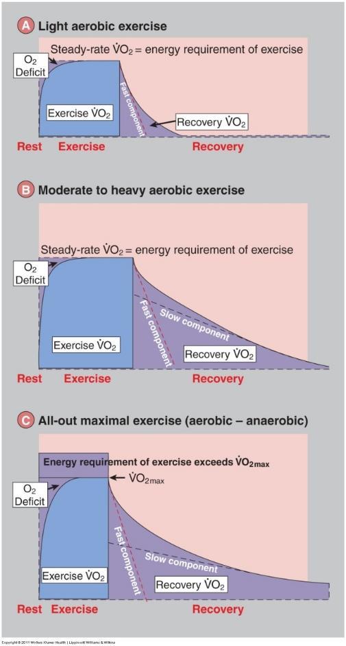 Light aerobic exercise rapidly attains steady-rate with small oxygen deficit.