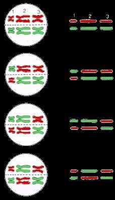 4 different chromosome line-ups possible: Law of Segregation Pairs of homologous chromosomes separate during meiosis Each gamete receives 1 copy of each chromosome Law of Independent Assortment