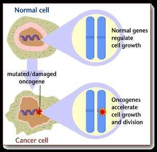 Uncontrolled Cell Division Cancer cells: lack normal checkpoints and continue to grow without inhibition do not respond to normal signals