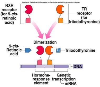 Mechanisms of Steroid Hormone Action 1. Cytoplasmic receptor binds to steroid hormone.2. Translocates to nucleus.3.