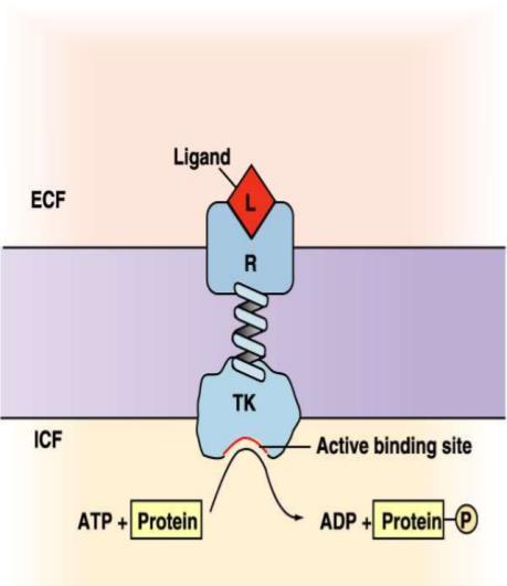 of GLUT-4 carrier proteins.