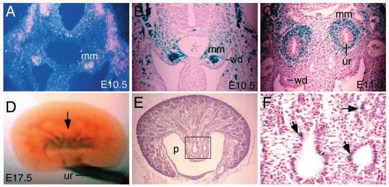 Six1 in early kidney development 3087 Fig. 1. Expression of Six1 during kidney development analyzed by in situ and X-gal staining of heterozygous Six1 lacz embryos for the Six1 lacz allele.