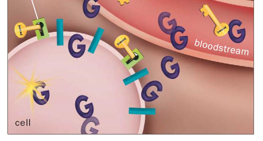 receptor), unlocking the cell so glucose can pass