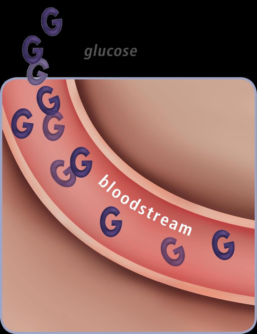 How things normally work Glucose