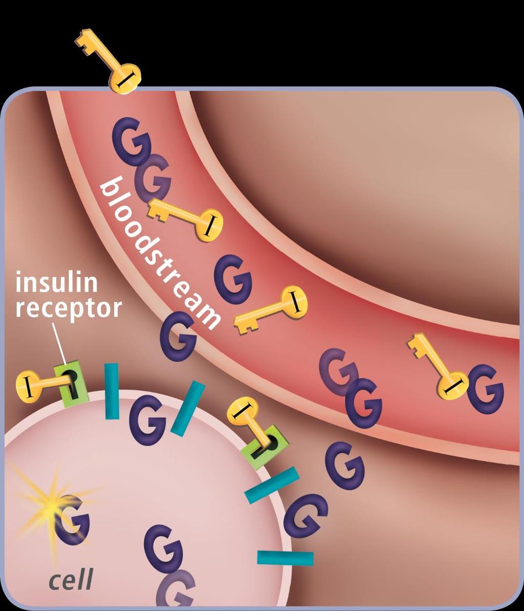 How things normally work Insulin acts as a key to unlock the cell so glucose can