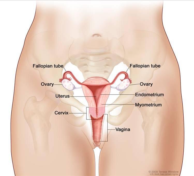 DEFINITION OF CERVICAL CANCER This definition comes from and is used with the permission of the National Cancer Institute (NCI) of the United States of America.