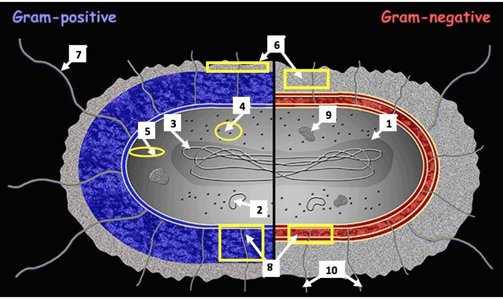 1. Select View Bacteria Cell Model at the top of the page. Label the parts. 2. 3. 4. 5. 6. 7. 8. 9. Directions: Match the explanation with each part to its name.