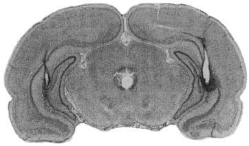 44 Fig. 1A, B Infusion sites in the ventral hippocampus.