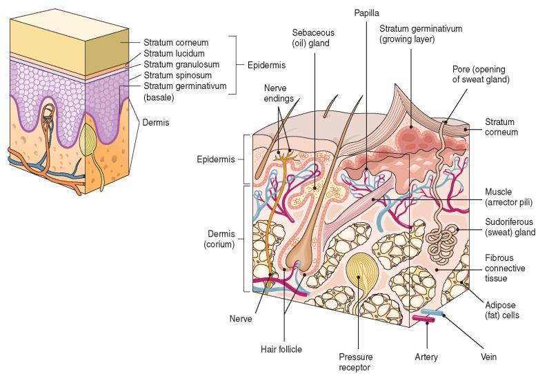 Station 1: The ntegumentary System ntegumentary System natomy Using the Skin, Nails, and air charts identify the labeled organs or parts of the organs in Tables 1-3 below.