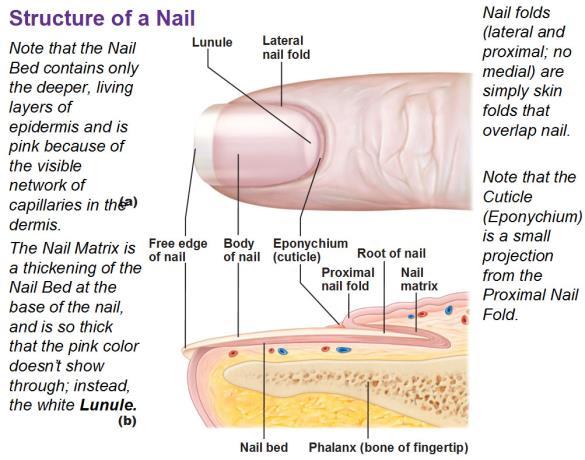com/wp-content/uploads/2012/08/tmpe02648.png T S R N O P Q N O P Q R S T U ntent/uploads/2011/09/structure-of-nail-lunule-eponychium-root-of-nail-proximal-nail-fold-lateral-nail-fold-nail-bed.