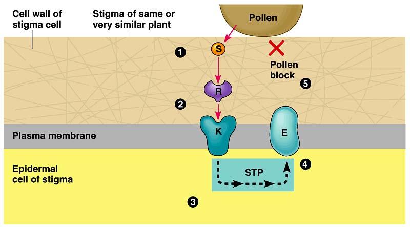 Biochemical mechanism! Preventing self-fertilization " pollen produces signal! receptor!