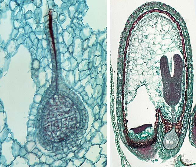 Plant embryo seed coat endosperm cotyledons ovary wall