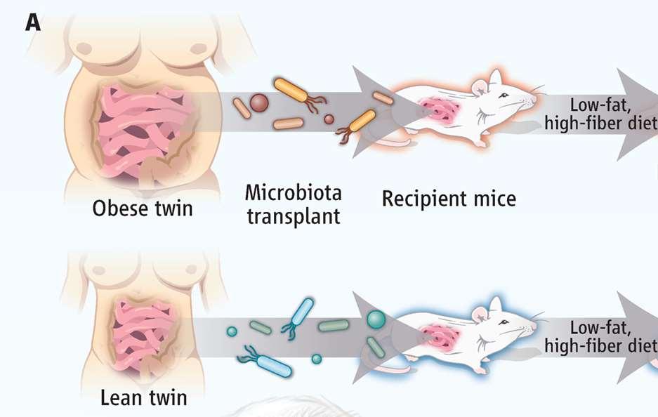 Gut microbes from twins