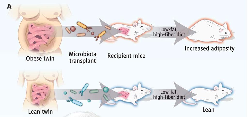 modulate mouse metabolism