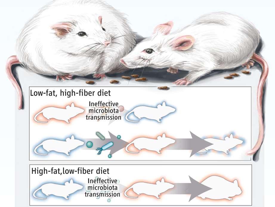 How well do lean and obese microbiomes compete with