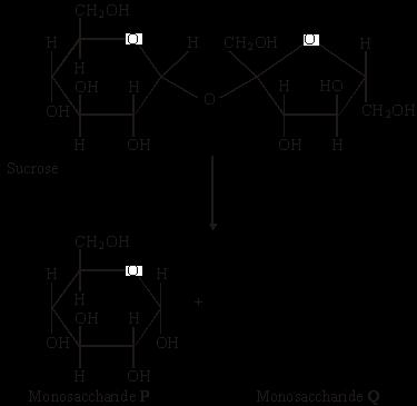 Q10. Sucrose is a disaccharide. It is formed from two monosaccharides P and Q.
