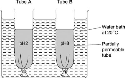 amylase. She set up the apparatus shown in the diagram. The tubes were made from Visking tubing. Visking tubing is partially permeable.