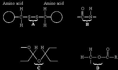 Q3. The diagrams show four types of linkage, A to D, which occur in biological molecules. (a) Name the chemical process involved in the formation of linkage B.