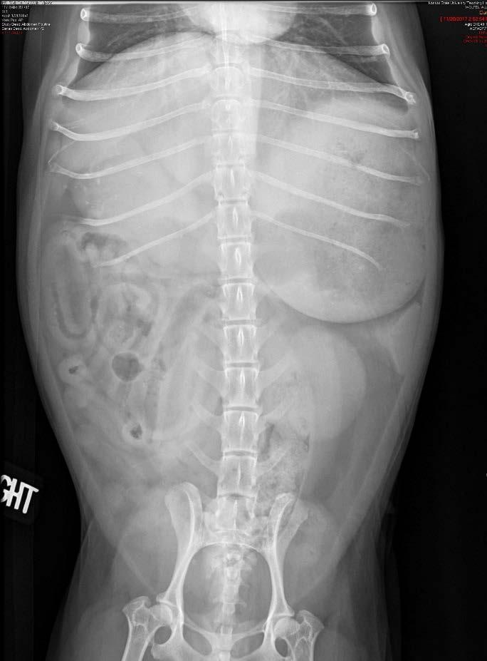 What s yur diagnsis? Signlament: 11 y MC Maltese Mix Presenting cmplaint: Pllakiuria with hematuria. Histry: Zippy presented with a 4 day histry f pllakiuria.
