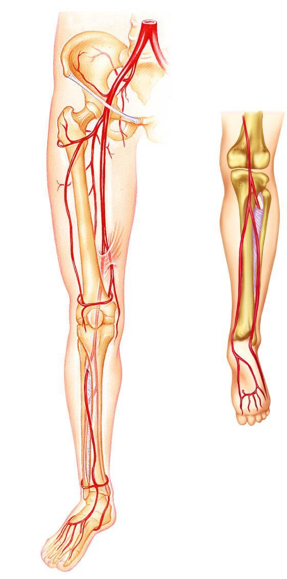 Lower Limbs Arteries of the Common iliac Internal iliac Superior gluteal External iliac Deep of thigh Lateral circumflex femoral Medial circumflex femoral Obturator Femoral Adductor hiatus Popliteal
