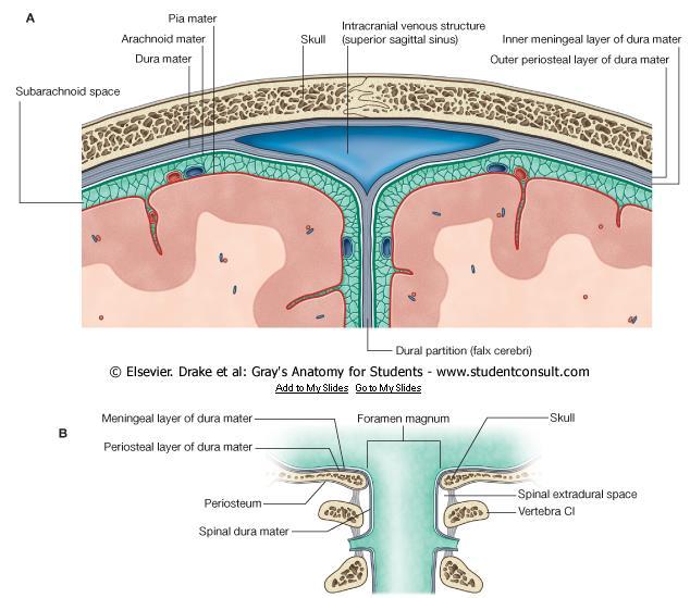 The Venous Blood Sinuses They are intracranial blood filled spaces Run between the layers of the dura mater or the dural fold They are lined by endothelium Their walls are thick and composed of