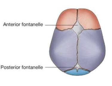 Neonatal Skull Fontanelles: unossified membranous intervals Anterior fontanelle: (diamond)