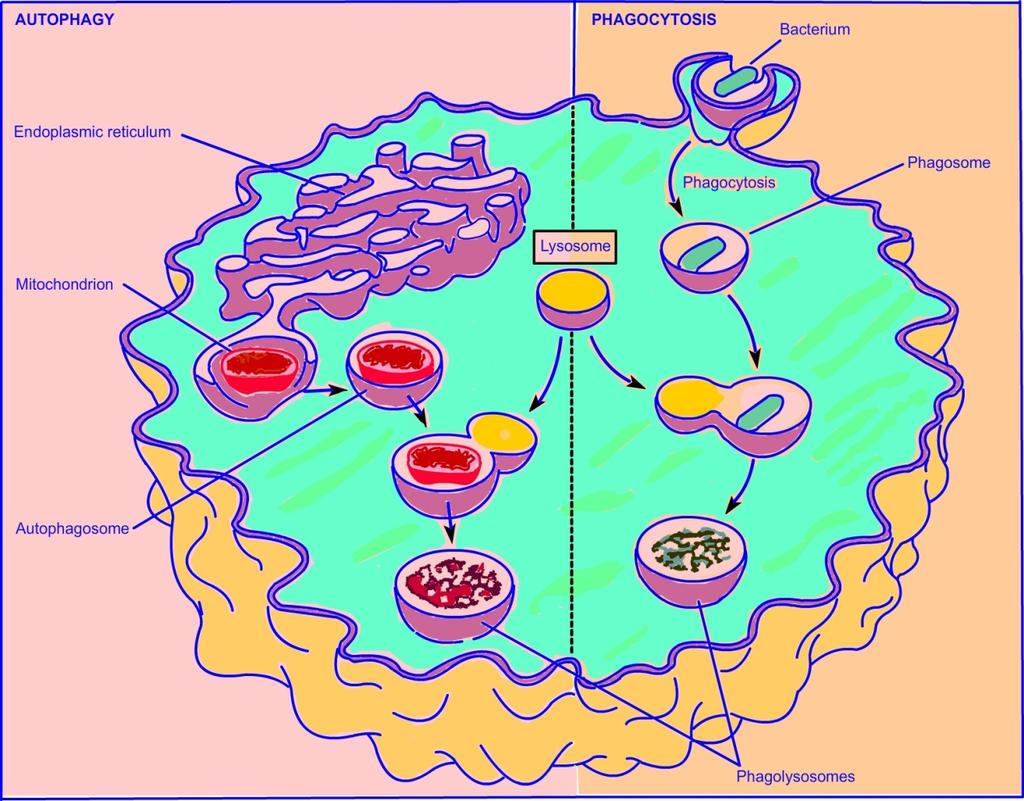 Autophagy and Phagocytosis Endocytosis through coated vesicles Invaginating regions of the plasma membranes are called coated-pits Coats are mainly made up of a protein, Clathrin (mol. wt.
