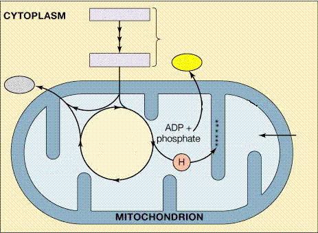 MITOCHONDRION Aerobic Respiration C 6 H 12 O 6 + 6O 2 ------> 6CO 2 + 6H 2 O + ENERGY ------> ATP GLUCOSE GLYCOLYSIS 6CO