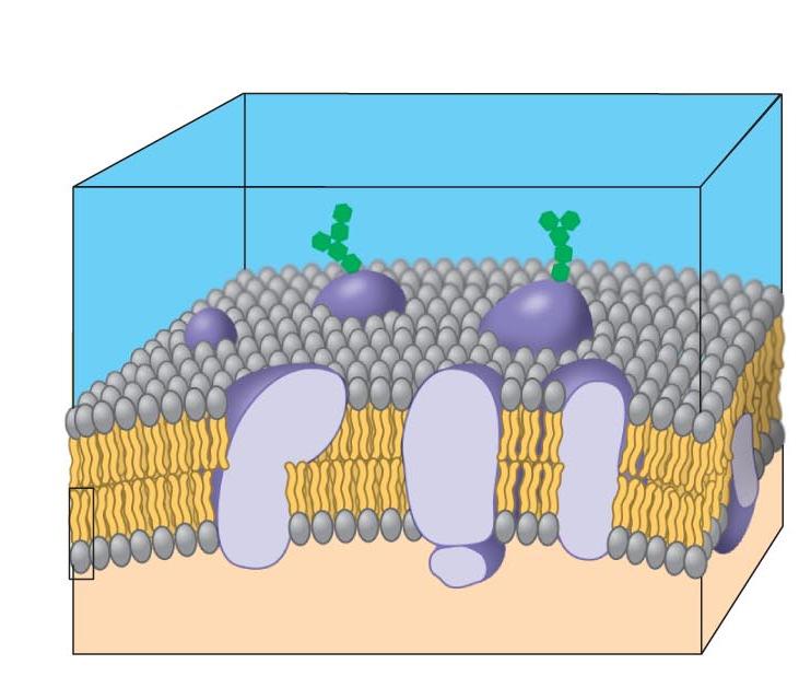 THE CELL (PLASMA) MEMBRANE The cell membrane consists mainly of LIPIDS and globular PROTEINS. MEMBRANE LIPIDS are mostly PHOSPHOLIPIDS which form a double layer (bilayer) in the membrane.