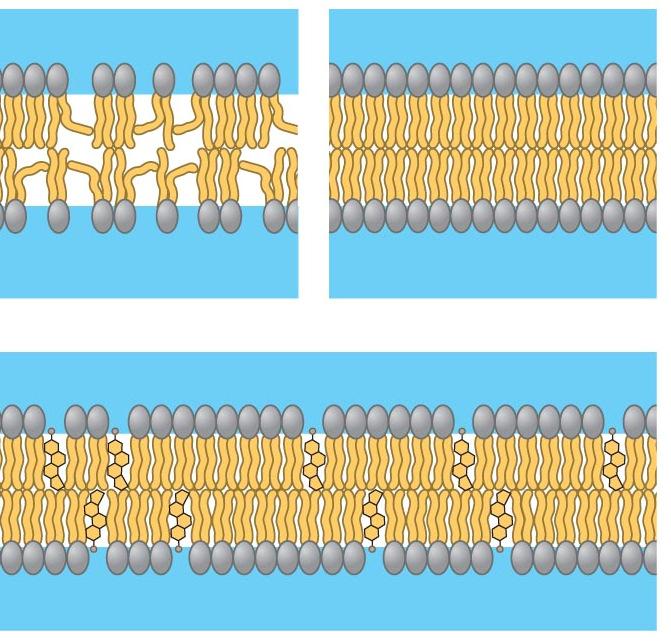 FUNCTIONS OF MEMBRANE LIPIDS The PHOSPHOLIPID BILAYER creates a hydrophobic interior to the membrane which allows free diffusion of other hydrophobic (lipid - soluble) molecules (e.g.