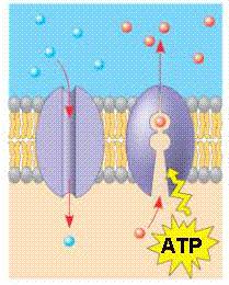 Transport Functions of Membrane Proteins -1 MEMBRANE PROTEINS have 3 important transport functions.