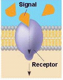 Transport Functions of Membrane Proteins -2 Some membrane proteins act as RECEPTORS for molecules arriving 