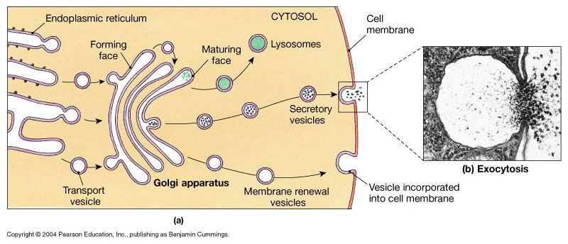 vesicles Exocytosis Transport vesicle Golgi Apparatus Membrane renewal