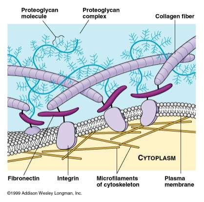 Extracellular matrix (ECM) Glycoproteins: proteins covalently bonded to carbohydrate Collagen (50% of protein in human body) embedded in