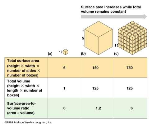 Cell size As cell size increases, the surface area to volume ratio decreases Rates of