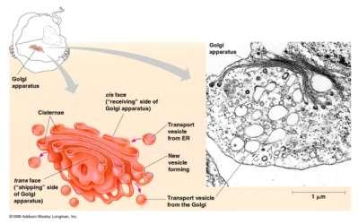 Endomembrane system, II Golgi apparatus ER products are modified, stored, and