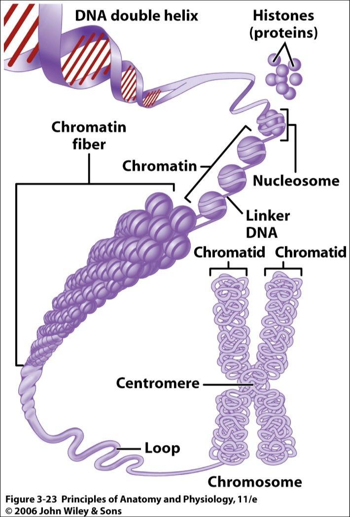 From Chromatid to Chromosome DNA Histones