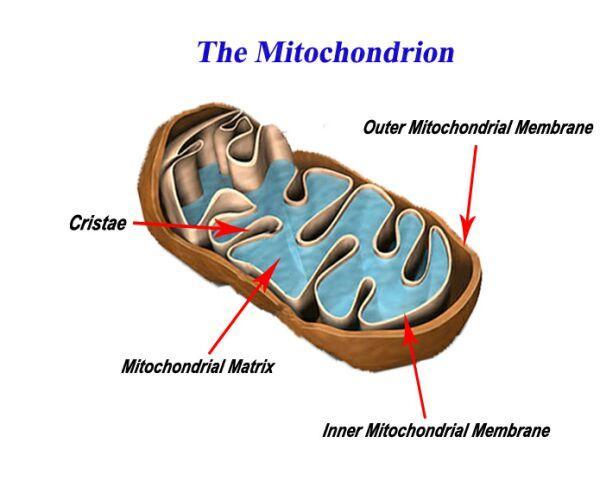 Mitochondria Looks like a kidney bean Has its own cell membrane Believed to have once been