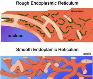 Smooth Endoplasmic Reticulum (Smooth ER) Smooth