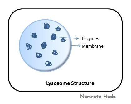 Lysosomes Garbage men of the cell Contain enzymes (Contained in membrane)