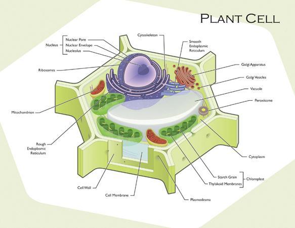 Plant Cells Are the same as animal cells except: Cell