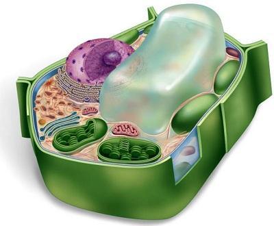 Vacuoles Storage shed